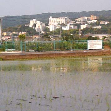taue060528.jpg
