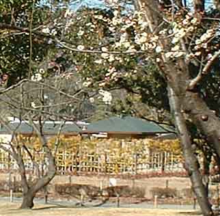ume030109.jpg